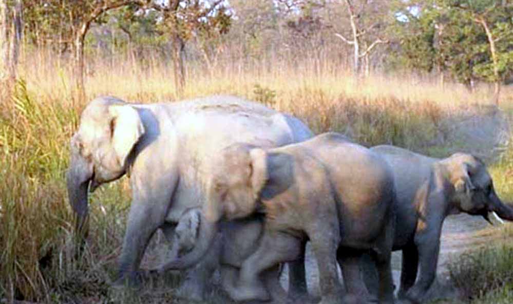 BALPAKRAM NATIONAL PARK: Where Spirits Wander and Wildlife Thrives in Meghalaya's Sacred Gorge, Garo Hills, Meghalaya